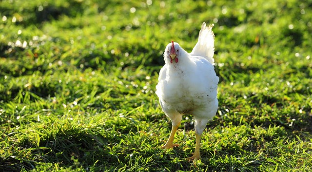 Dieses Huhn bei Munzingen war nicht vo...acht Hhner und einen Hahn in den Tod.  | Foto: Ingo Schneider
