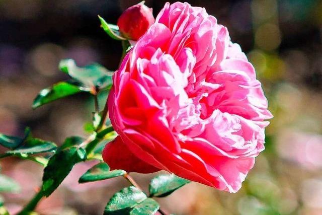 Die Rose: Liebling der Gtter und Heilmittel