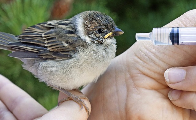 Auch ein kleiner Spatz wie dieser kann...wo ihn Tierfreunde hinbringen knnen.   | Foto: dpa