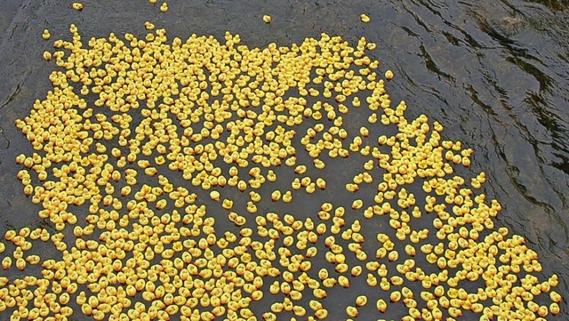 Ein Hhepunkt des Musikfrhlings: 1500 Enten beim Entenrennen auf der Alb.   | Foto: Kathrin Blum