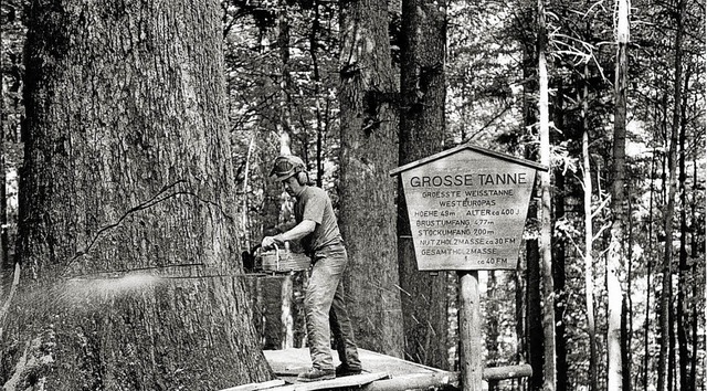 Aus Sicherheitsgrnden wurde die groe...aumriesen eine Ausstellung zu widmen.   | Foto: archivfoto: zvg