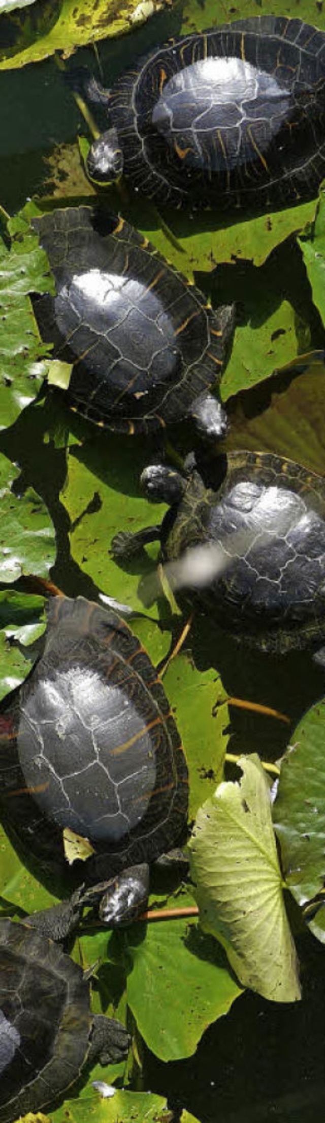 Schildkrtenstau im Freiburger Flckigersee   | Foto: Oliver Huber