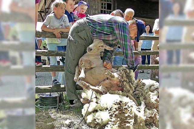 Schferaktionstag in Gutach