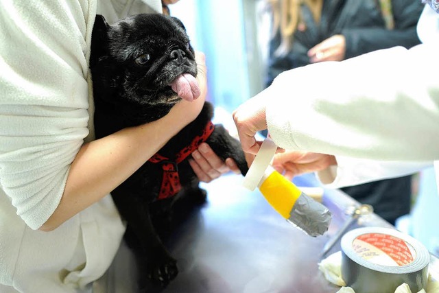 Ein Mops beim Tierarzt  | Foto: dpa