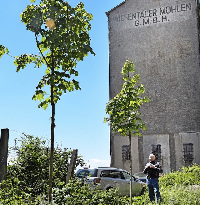 Groblttrige Ahornbume sollen den Schdling  anlocken.  | Foto: Fillisch