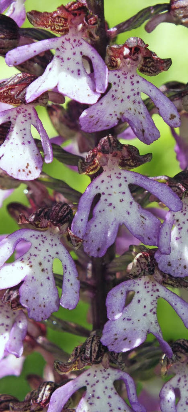 Hbsche Pflanze: Wie alle Orchideenart...ch das Purpur-Knabenkraut  geschtzt.   | Foto: Treiber