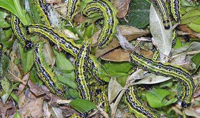 Buchsbaumznsler treten bisweilen in Massen auf.  | Foto: Staub