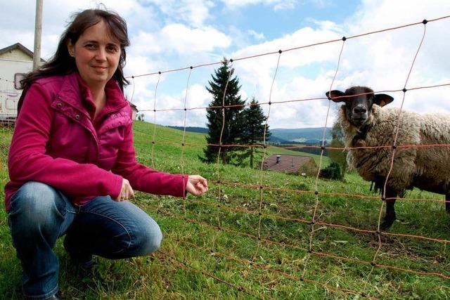 Homöopathie für Kühe: Im Hochschwarzwald gibt’s Kügelchen statt Spritzen