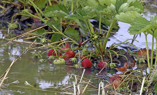 Da bleibt keine Beere trocken: Auf dem...rald Heitz in Altenheim steht Wasser.   | Foto: Heidi Fssel