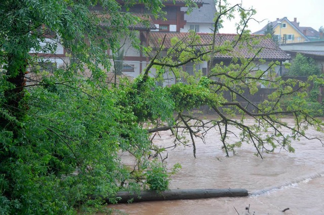 Hochwasser in Emmendingen: Diesen Baum...e Feuerwehr nur sichern, nicht bergen.  | Foto: Sylvia-Karina Jahn