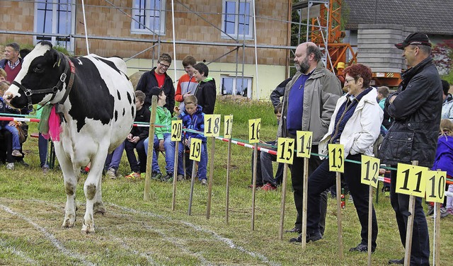 Auf welches Feld fllt der Kuhfladen: ...auf dem Lotterie-Spielfeld berwacht.   | Foto: Birgit Albicker