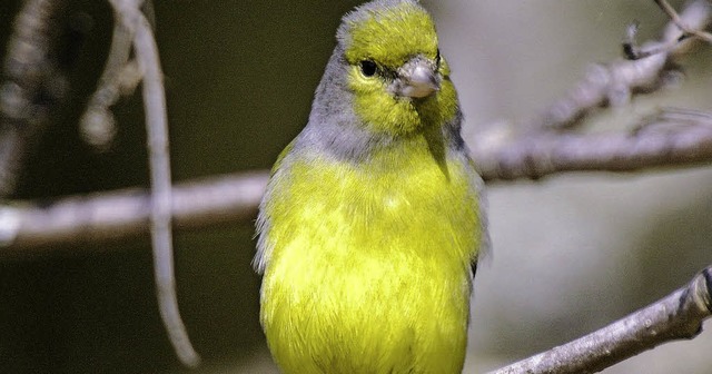   | Foto: ZVG Naturschutzzentrum