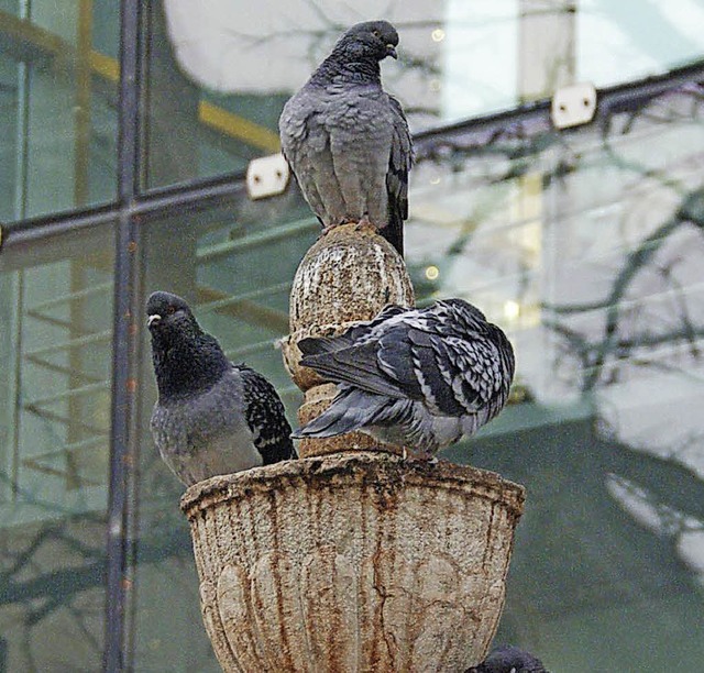 Tauben in Lrrachs Stadtmitte   | Foto: Sabine Ehrentreich