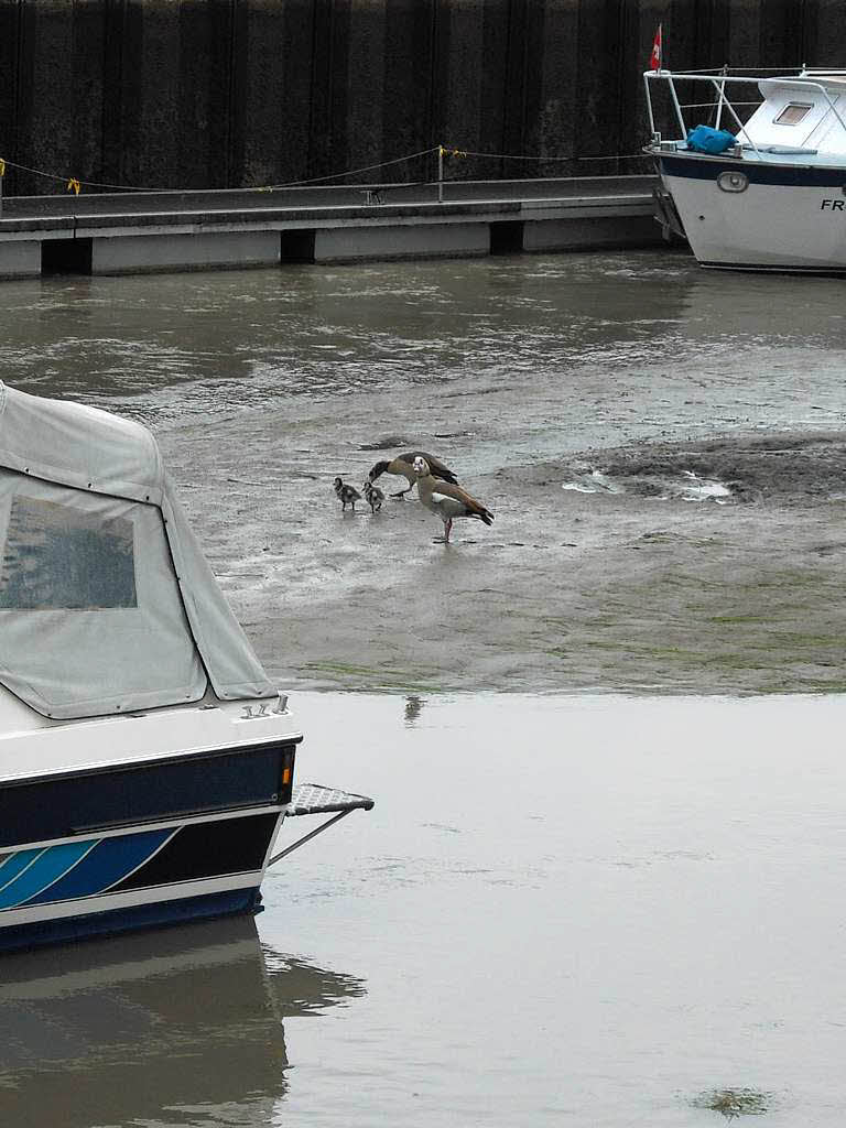 Das Hochwasser an der Kander und am Rhein, wie es die BZ-Redakteure und unsere Leser sahen.