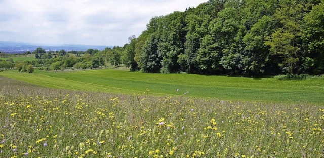 Wald und Wiesen, beides relativ naturnah, kennzeichnen den Dinkelberg.   | Foto: Nikolaus Trenz