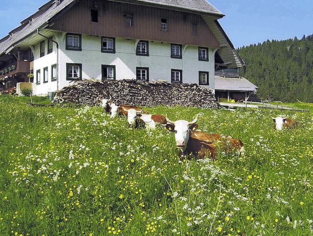 Khe auf &#8222;ihrer&#8220; Weide am  Mathislehof in Hinterzarten   | Foto: privat