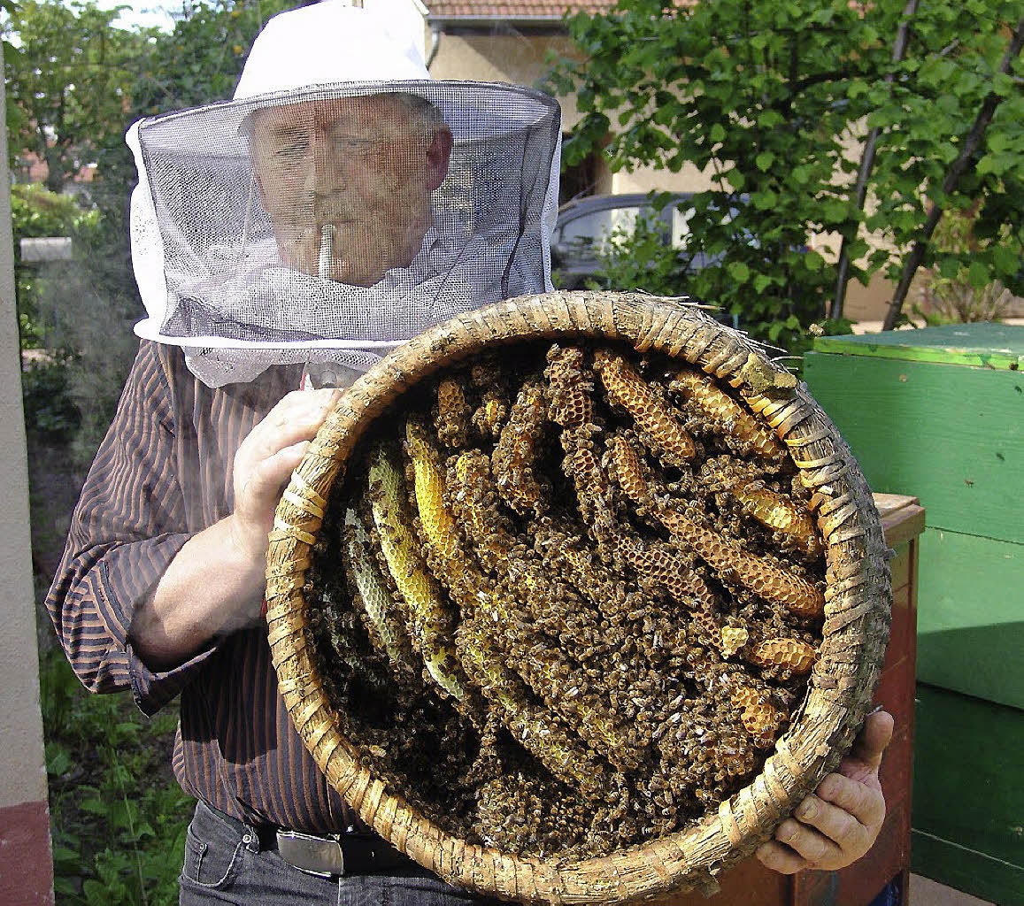 Nur keine Angst vor Bienen - March - Badische Zeitung