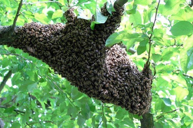 Bienenschwarm rastet in Ringsheimer Garten