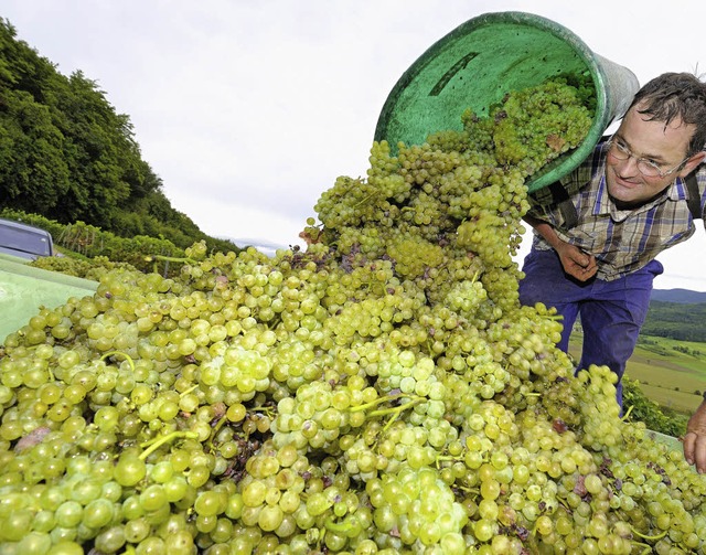 Der Wein ist zum Stoff des Handelskonf...Sdbadischer Winzer bei der Weinlese.   | Foto: Gollrad