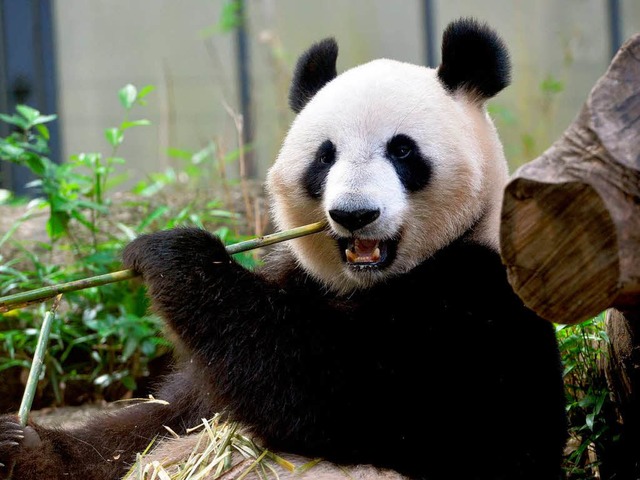 Der vom Aussterben bedrohte Panda  ist das Symboltier des WWF.   | Foto: DPA