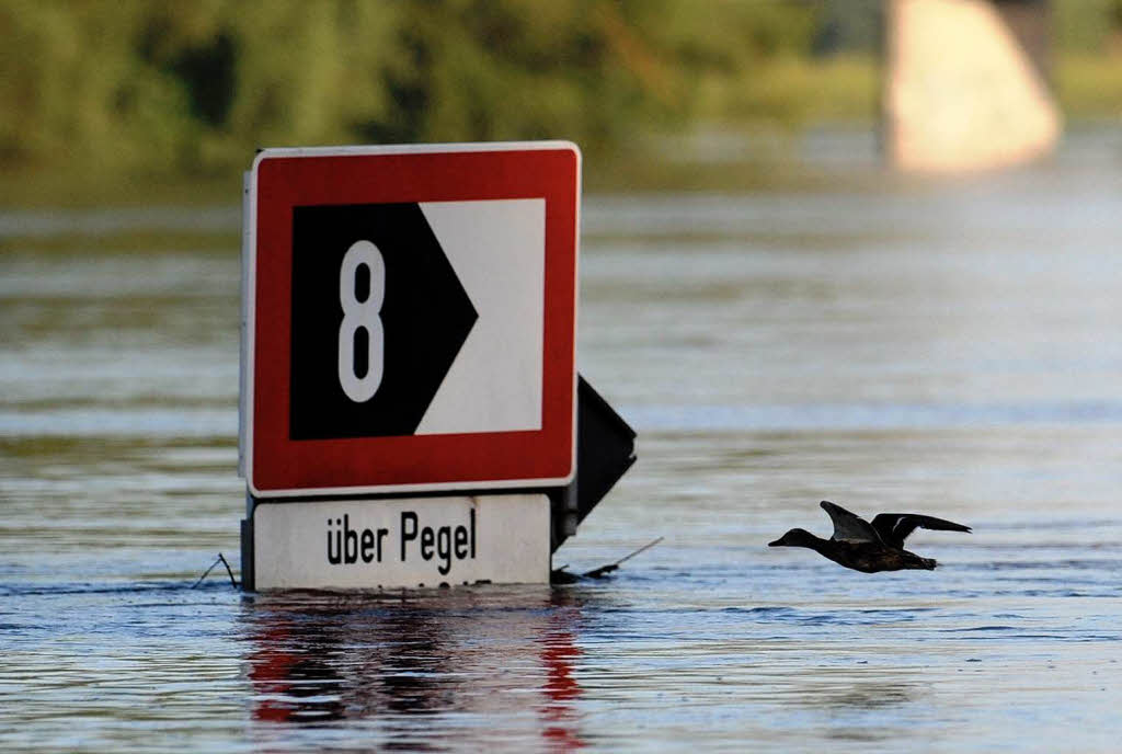 Eine Ente fliegt  in Deggendorf (Bayern) am Hafengelnde an einem Schild vorbei, das aus dem Wasser ragt.
