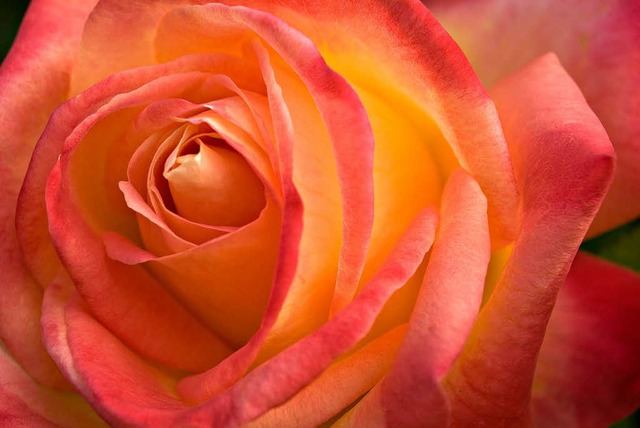 Eine Woche lang drekt sich in Lahr alles um die Rose.  | Foto: BZ