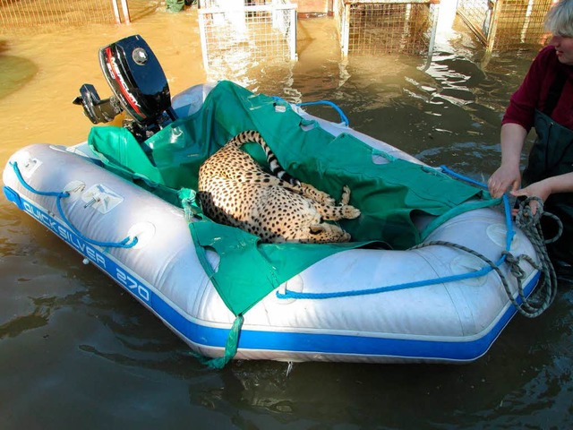 An der Saale wurde ein Gepard in einem Schlauchboot gerettet  | Foto: dpa
