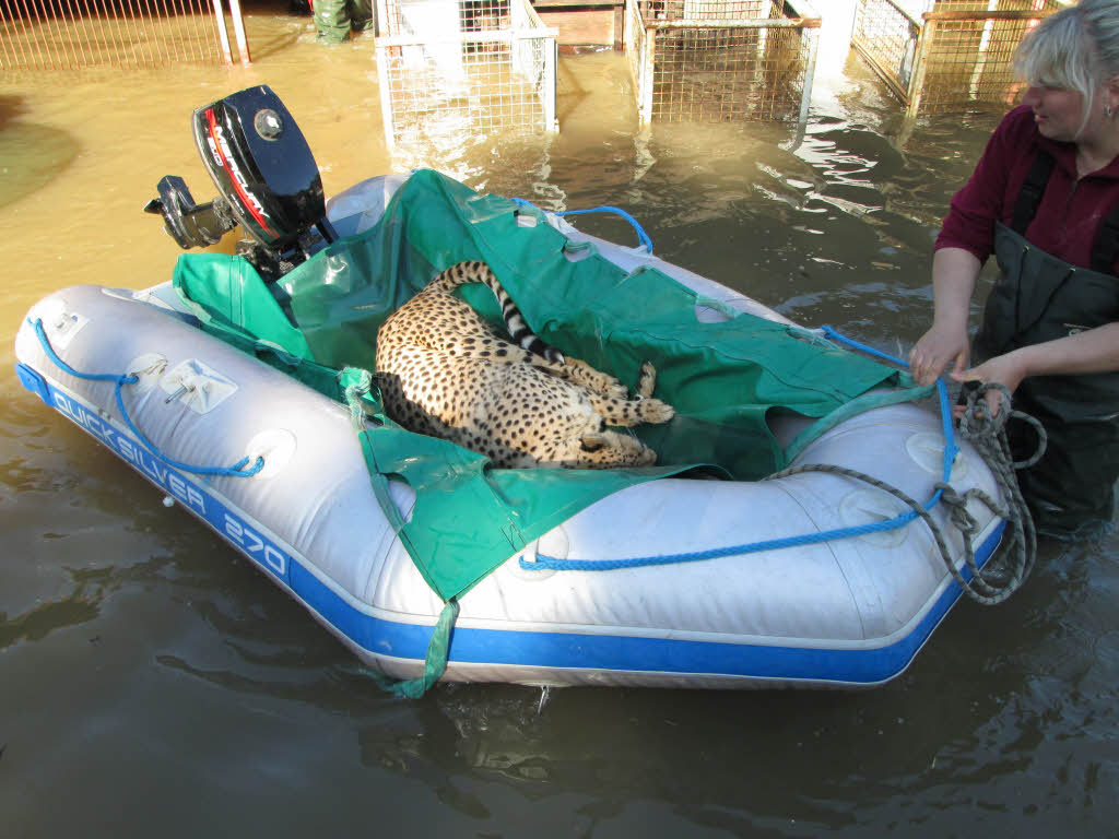 EinGepard wird im Tiergarten Bernburg (Sachsen-Anhalt) mit einem Schlauchboot inSicherheit gebracht. Zahlreiche Tiere aus den Zoos in Sachsen-Anhalt wurden in den vergangenen Tagen vor den steigenden Fluten gerettet.