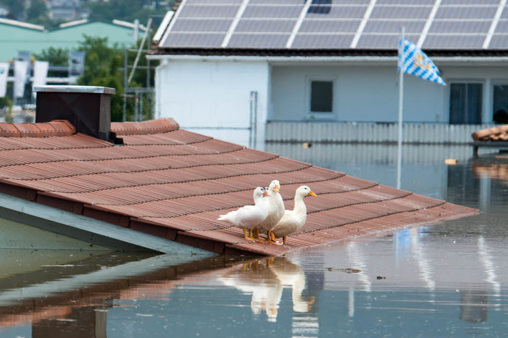 Gnse sitzen  im Deggendorfer Ortsteil Fischerdorf (Bayern) auf dem Dach von einem berschwemmten Haus.