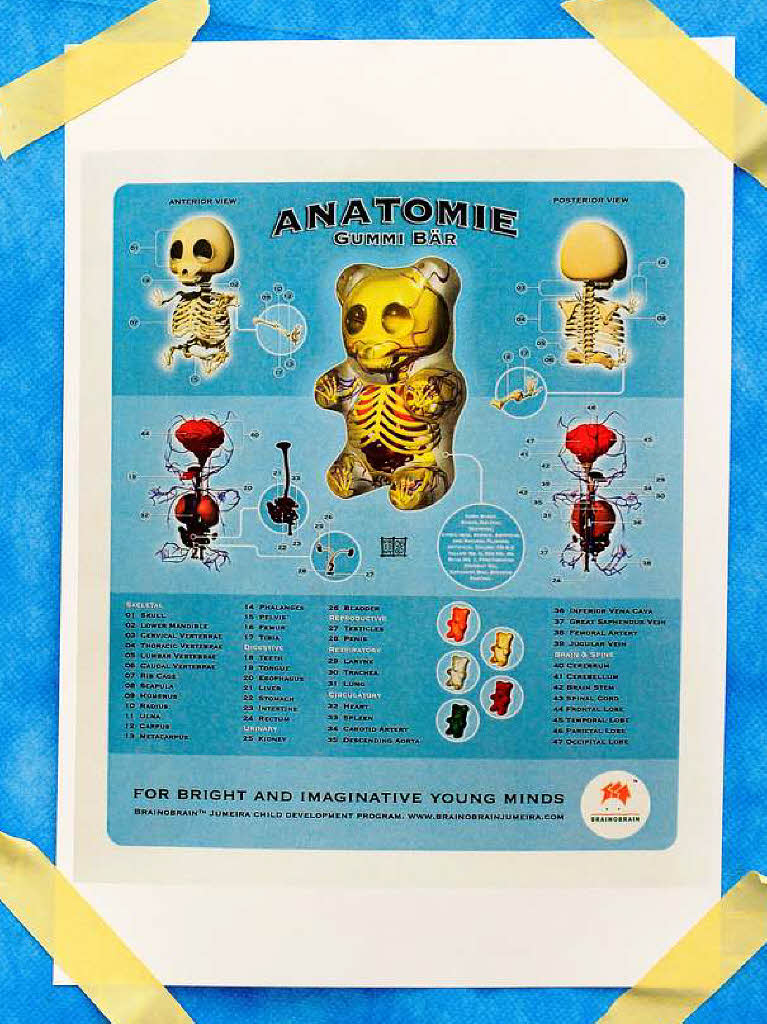 Ein Plakat erklrt den Kindern die Anatomie des Gummibrchens.