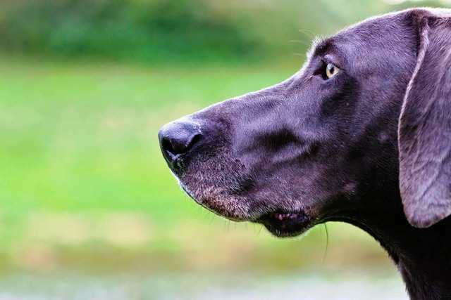 Dieser Hund sollte, wie alle Tiere, gut aufpassen, was er frisst.  | Foto: Huber Carlotta