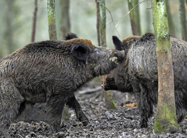 Zwei Wildschweine in einer Keilerei  | Foto: DPA
