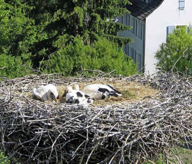 Storchennachwuchs Hgelheim und Neuenburg  | Foto: Jutta Schtz