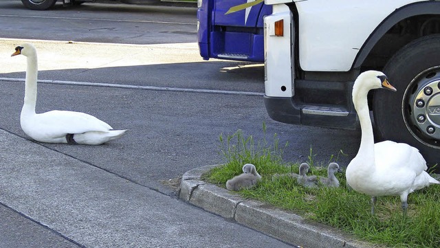 Schwanenfamilie rastet auf dem Rasthof Mahlberg  | Foto: Gerhard Friedrich