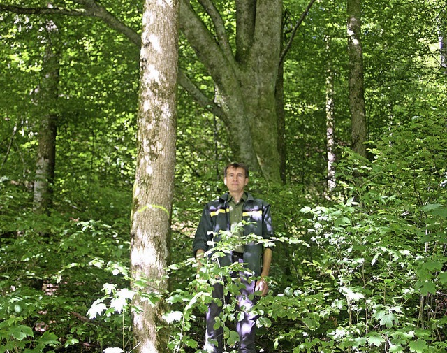 Frster Rolf Berger informiert frhzei...Holzhieb zwischen Mambach und Frhnd.   | Foto: Heiner Fabry