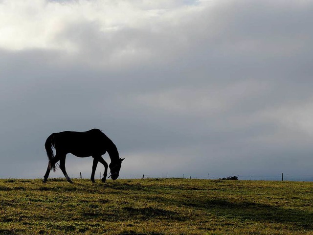 Wehrlos: Pferd auf der Wiese  | Foto: dapd