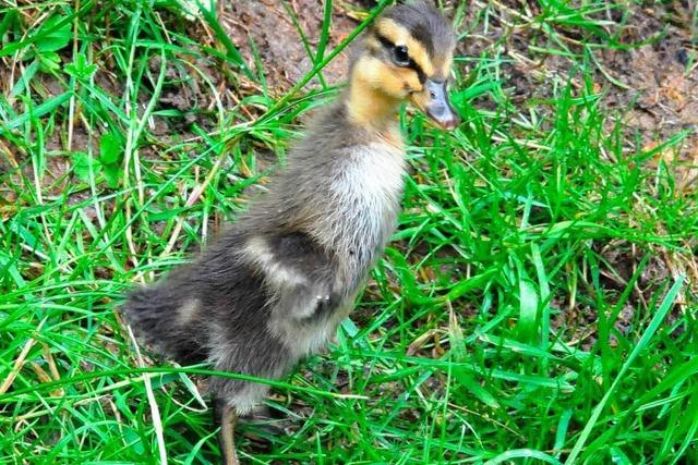Schwarzwaldzoo: Unbekannte klauen Enten und Hühner aus Gehege