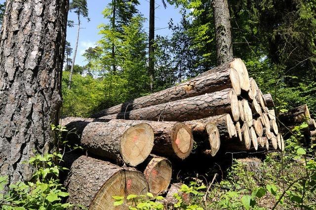 Geschäft mit dem Holz wirft Rekordgewinn ab