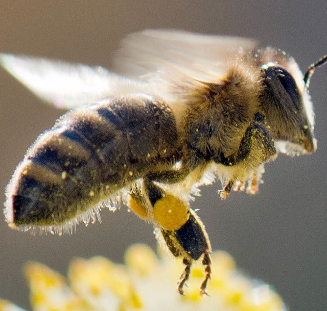 Hlt selbst Bienenvlker:  Susanne Miethaner   | Foto: dpa/Silvia Faller