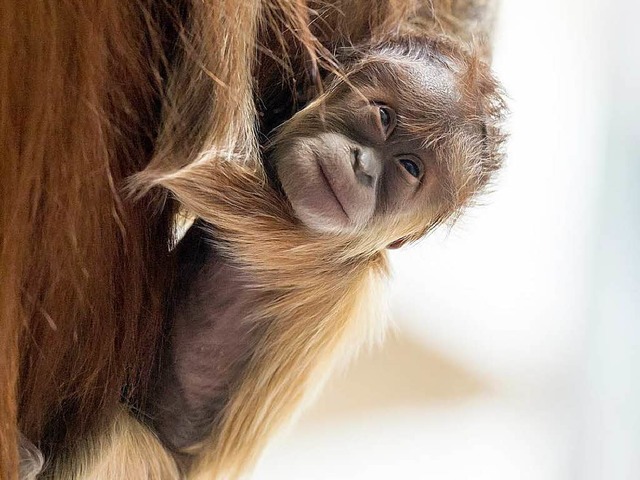 Die kleine Ketawa ist der neue Star im Zolli.  | Foto: Zoo Basel