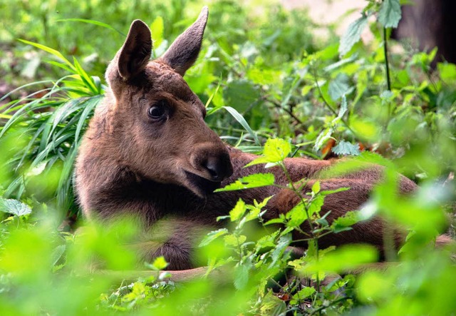 Am 30. Mai kamen das Jungtier Herbert ...inem Tierpark in Hessen auf die Welt.   | Foto: dpa