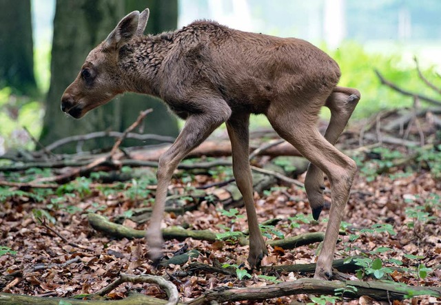 Jetzt hatte der kleine wirklich Pech: ...estrzt und hat sich am Bein verletzt.  | Foto: dpa