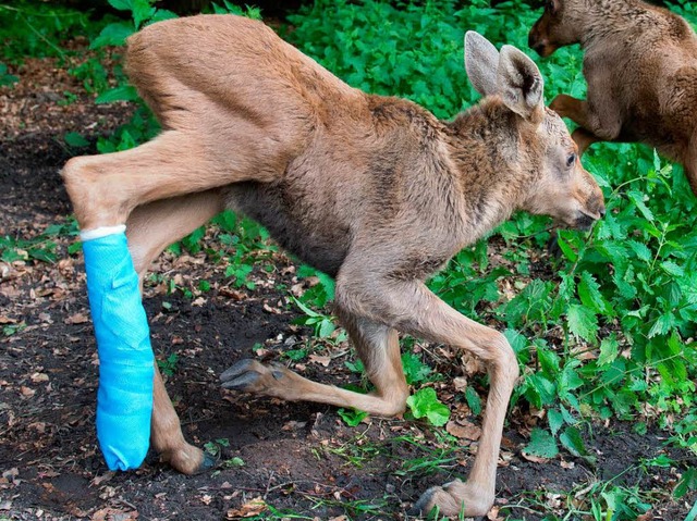 Mit dem blauem Gips, humpelt Herbert a...d wieder normal ber die Wiese hopsen.  | Foto: dpa