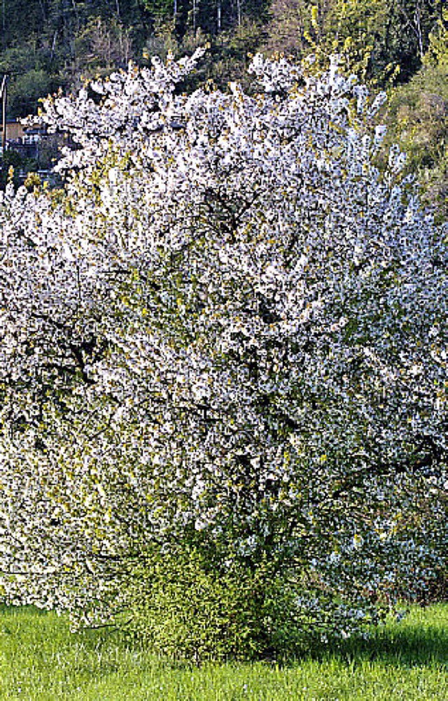 Blhende Obstbume knnten in Saig die...igen Fichten bei der Kirche ersetzen.   | Foto: BZ