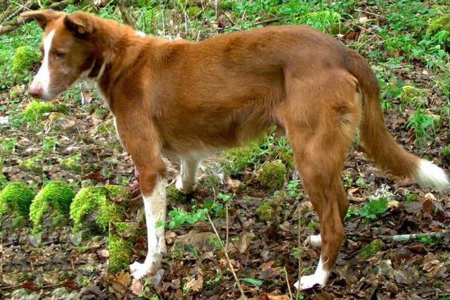 Wildernder Hund von Kamera erfasst – Polizei hofft auf Hinweise