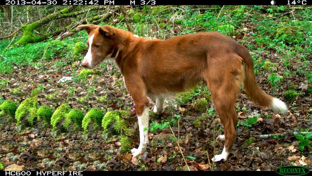 In die Fotofalle getappt: Eine Wildkam...d hat den wildernden Hund aufgenommen.  | Foto: Privat