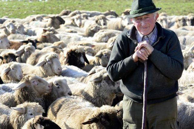 Spaziergnger sorgen sich um Schafe - Experten reagieren amsiert