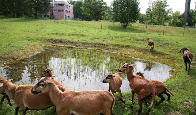 Mehrere Laichgewsser fr Amphibien &#...f dem Gelnde der Heimschule angelegt.  | Foto: Sandra Decoux-Kone