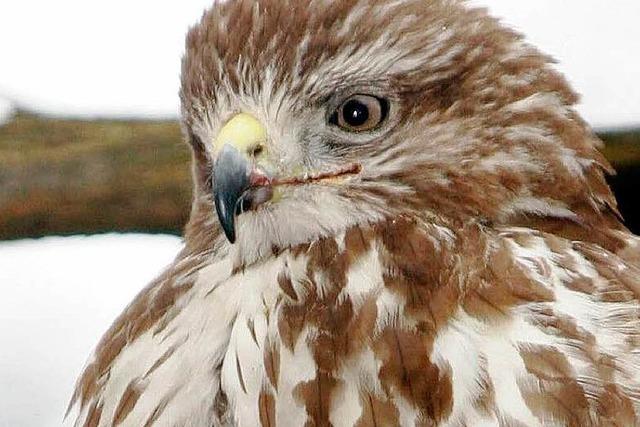 Bussard attackiert Jogger