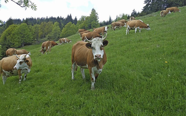 Bergwiese tillmann in Schluchse gehrt zu denSiegern  | Foto: Naturpark